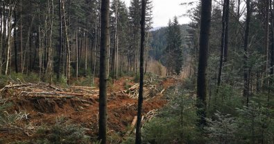 Photo – In Zakarpattia, foresters are massively cutting down forest for the construction of an illegal road – media