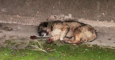 Photo – A dog nearly killed by its owner is recovering and looking for a new family