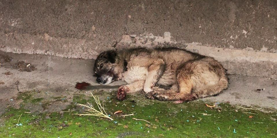 Photo – A dog nearly killed by its owner is recovering and looking for a new family