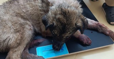 Фото – На Київщині поліція відкрила справу на 80-річну бабцю, яка вдарила песика сокирою