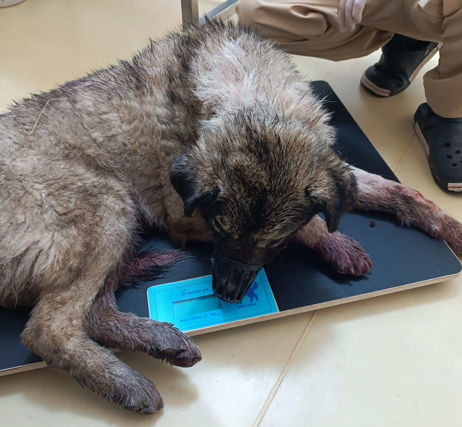 Photo – In Kyiv region, police open case against 80-year-old woman who hit her dog with an ax