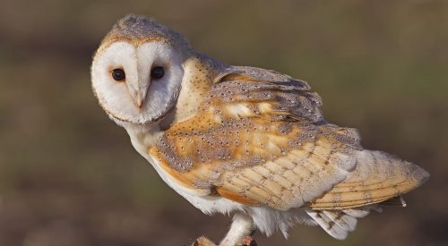 Життя червонокнижних сов у прямому ефірі: науковці запустили новий сезон проєкту
