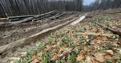 Photo – In the Carpathian Mountains, they destroyed a prairie forest to build a forest road
