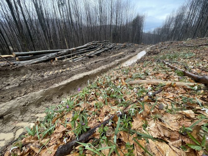 In the Carpathian Mountains, they destroyed a prairie forest to build a forest road