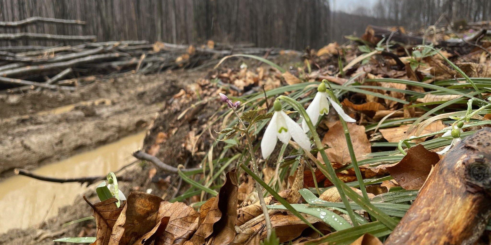 Photo – Snowdrops rolled up on the road: activists accuse the Ministry of Environment of double standards