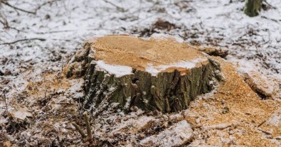 Photo – Activists record large-scale uncontrolled logging in Prykarpattia region