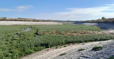 Photo – A unique forest will grow on the site of the Kakhovka reservoir in 20 years – Didukh