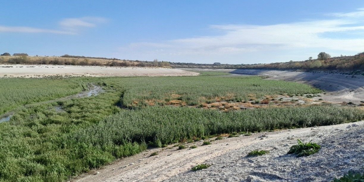 Photo – A unique forest will grow on the site of the Kakhovka reservoir in 20 years – Didukh