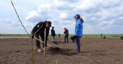 Photo – Forest strips damaged by hostilities are being restored in Mykolaiv region