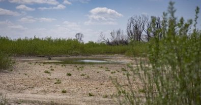 Фото – Еколог показав, як відновлюється Великий Луг на місці Каховського водосховища. Відео
