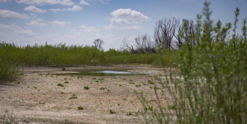 Еколог показав, як відновлюється Великий Луг на місці Каховського водосховища. Відео