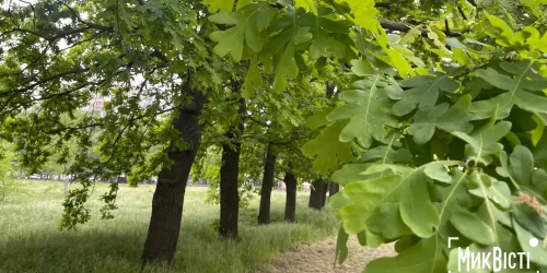У Миколаєві хочуть відновити скандальний проєкт та вирубати під нього понад 180 дерев