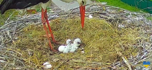 The famous storks Hrytsyk and Odarka from Poltava region have their first chicks. Video.