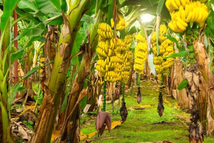 Mankind's favorite fruit is under threat from climate change