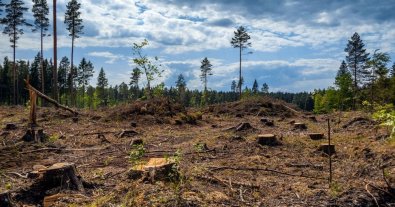 Photo – EU unveils classification of countries by deforestation risks: who is on the "black list"
