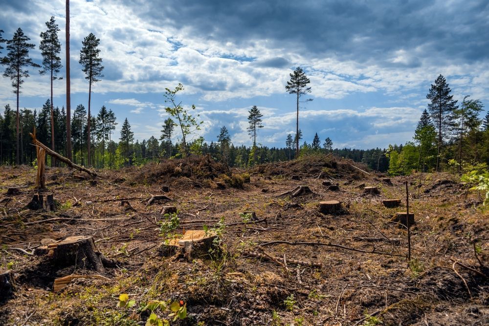 Photo – EU unveils classification of countries by deforestation risks: who is on the "black list"