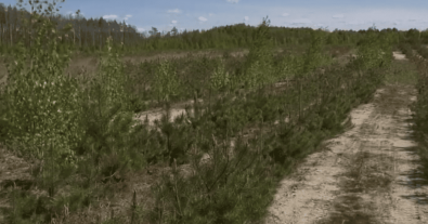 Фото – Лісівники показали, як відновлюють території після нелегального видобутку бурштину. Відео