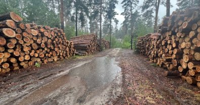 Фото – Совет Европы требует от правительства объяснений по вырубке Мархалевского леса