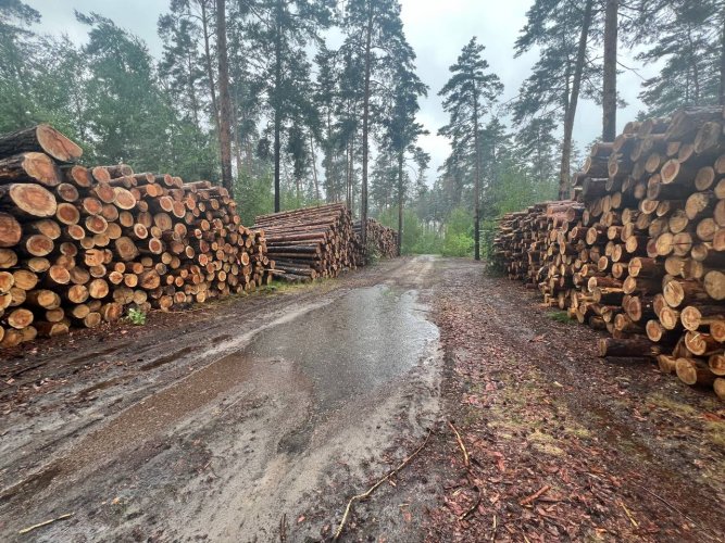 Рада Європи вимагає від уряду пояснень щодо вирубки заповідного Мархалівського лісу