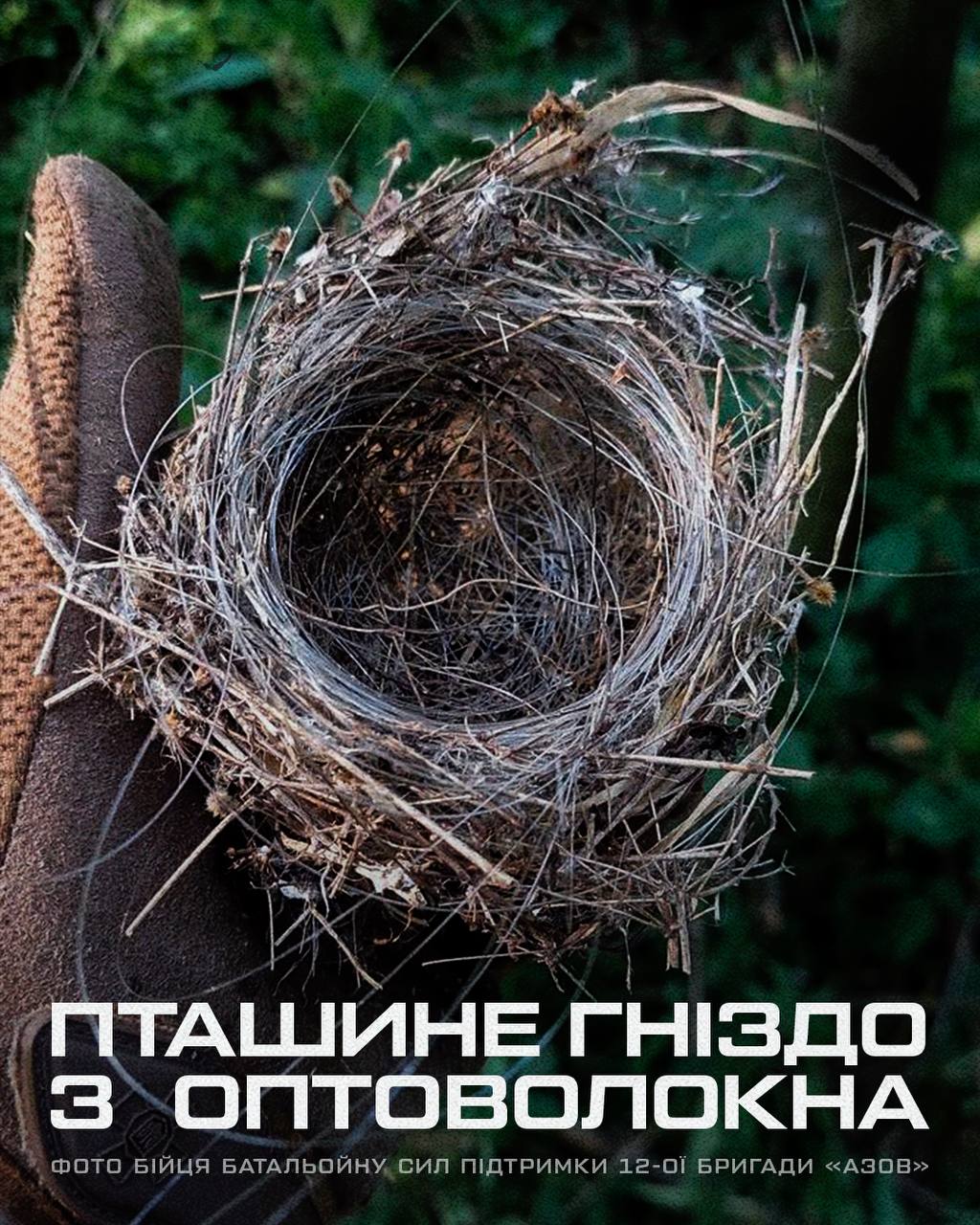 t.me/azov_brigade_ngu