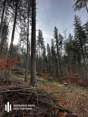 Преступления в лесной сфере на 133 млн грн выявило ГБР с начала года