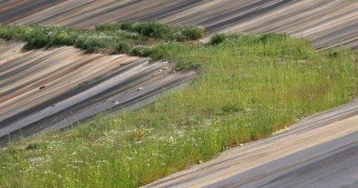 Фото – Замість сміттєзвалища – поле для гольфу: як цього року трансформують Грибовицький полігон