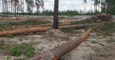 Фото – Еще один суд запретил вырубку деревьев в Мархалевском лесу под мемориальное кладбище