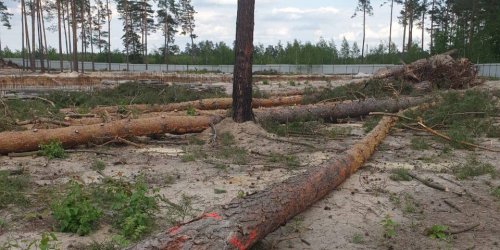 Ще один суд заборонив вирубку дерев у Мархалівському лісі під меморіальне кладовище