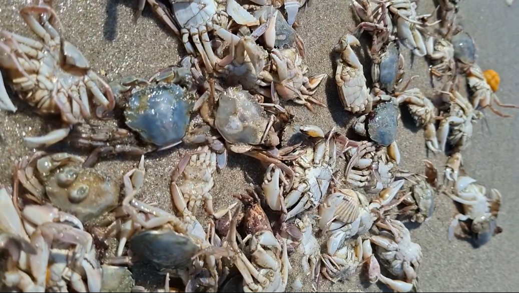 Photo – Hundreds of thousands of crabs washed ashore in Odesa region: what's the reason?