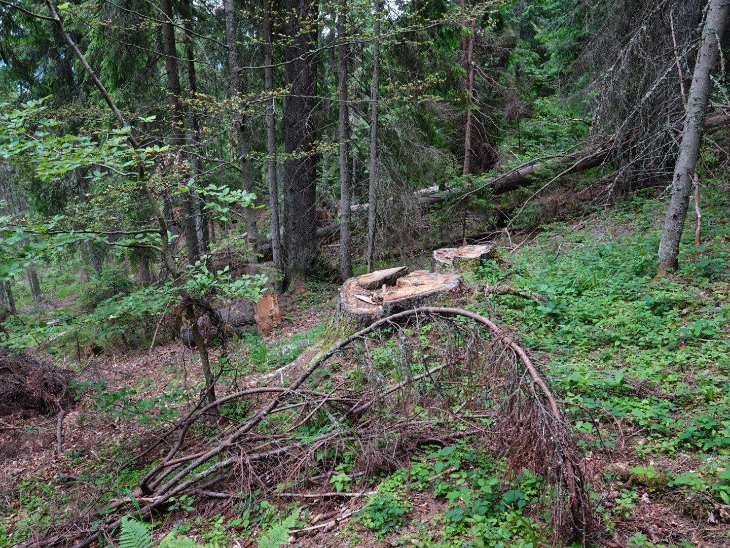 t.me/natureprotectionukraine