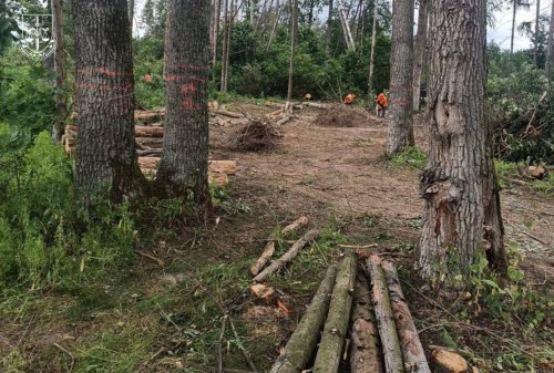 Злочини посадовців лісової галузі завдали державі понад 500 млн грн збитків – ДБР