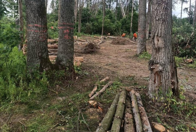 Злочини посадовців лісової галузі завдали державі понад 500 млн грн збитків – ДБР