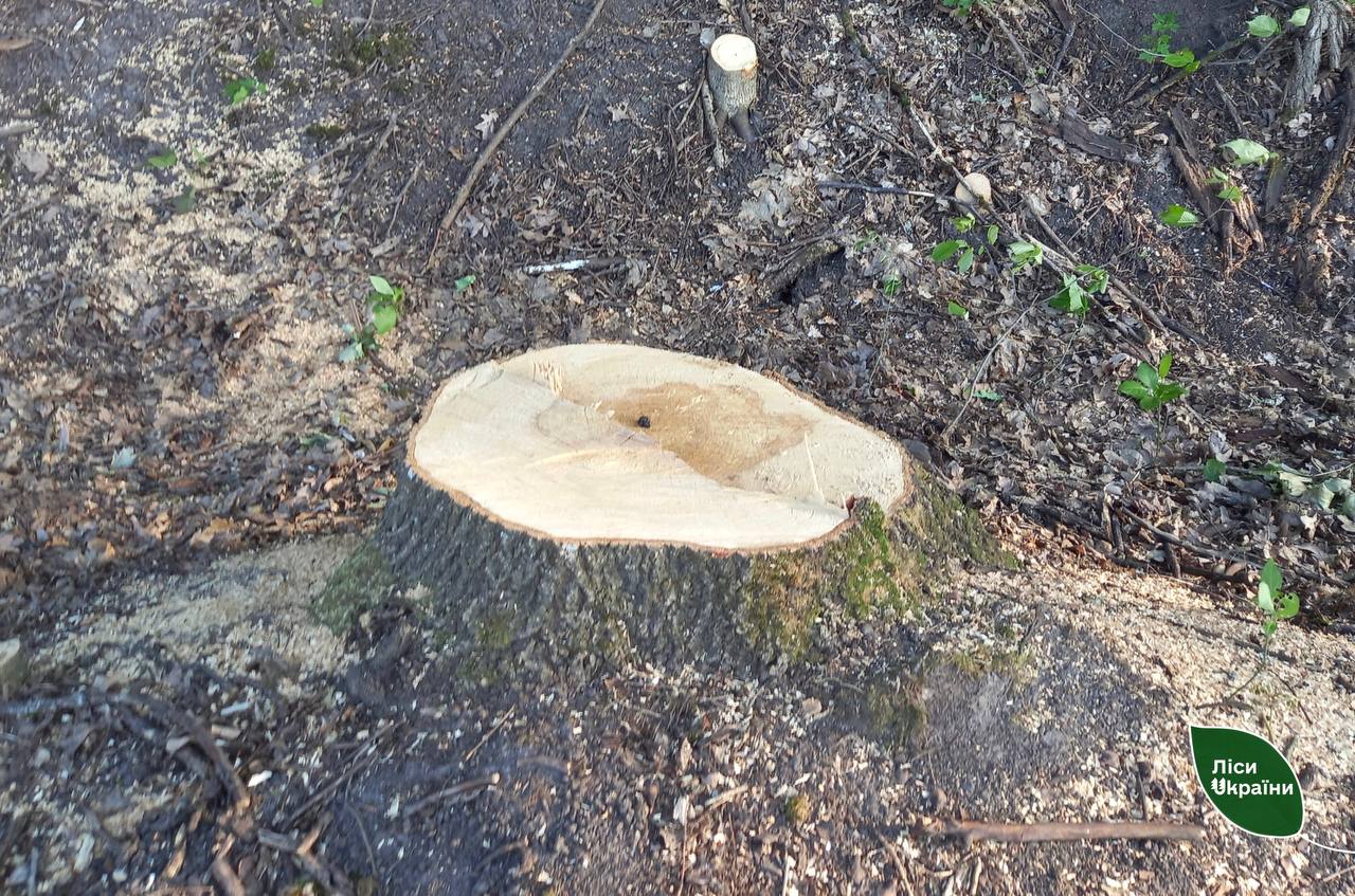 t.me/forestsofukraine