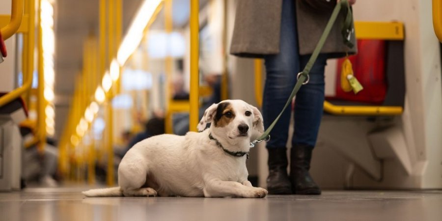 В киевском метро могут разрешить проезд с собаками: проходит опрос горожан