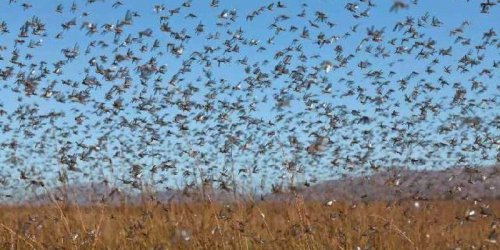 Нашестя сарани в Україні: звідки вона взялась?