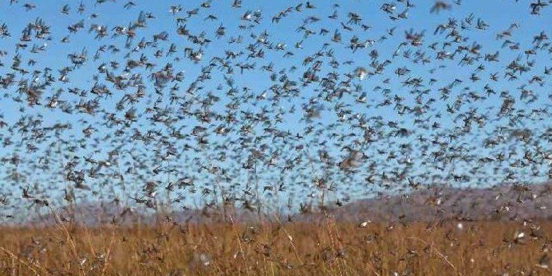 Photo – Locust invasion in Ukraine: where did it come from?