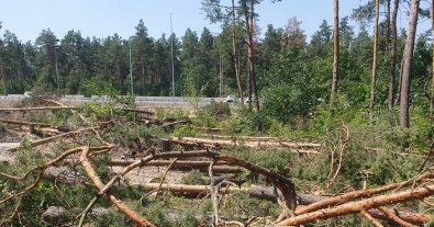 Фото – Суд признал строительство мемориального кладбища в Мархалевском лесу незаконным