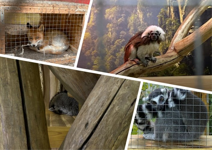 Контактні зоопарки в Україні: прибутковий бізнес на стражданнях тварин