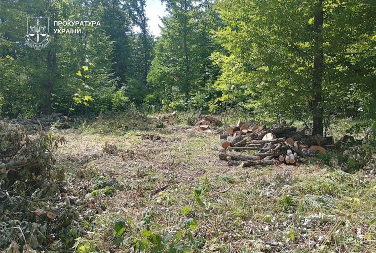 На Днепропетровщине вырубили деревьев почти на 7 млн грн