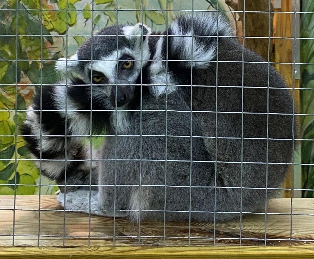 facebook.com/UAnimals.official