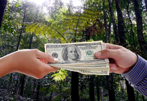 Мільярдна годівничка для обраних: в Україні офіційно визнали системність корупції у лісовій сфері та озвучили цифри