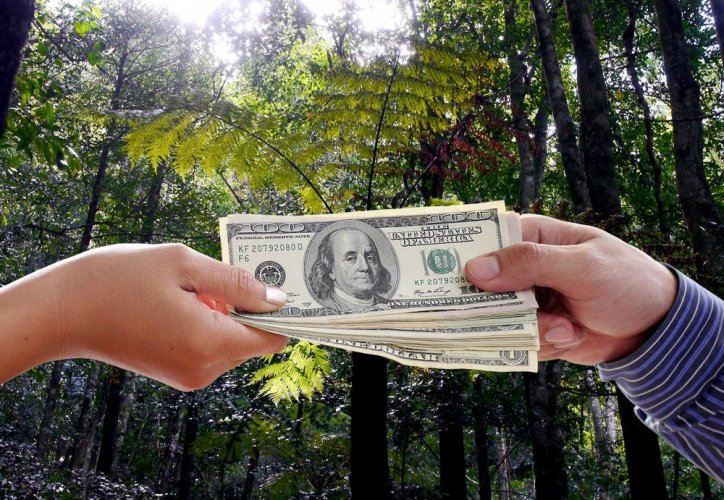 A billion-dollar feeding trough for a select few: Ukraine officially recognizes systemic corruption in the forestry sector and announces figures