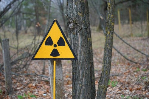 В Чернобыльской зоне вырубили деревья на сумму более 77 млн грн