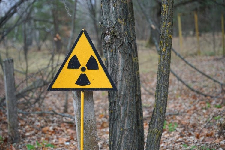 В Чернобыльской зоне вырубили деревья на сумму более 77 млн грн