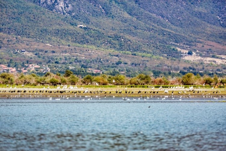 62% водойм у країнах ЄС мають поганий екологічний стан, – звіт EEA