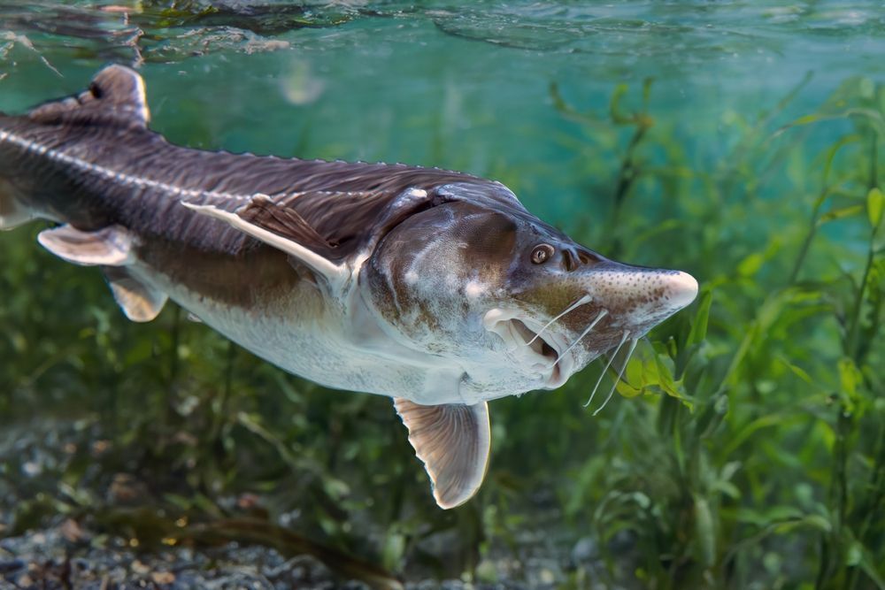 Photo – The revival of rivers and the return of sturgeons: what life is like now at the bottom of the Kakhovka Sea
