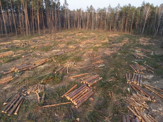 Міндовкілля в 2 раза увеличило вырубку леса в нацпарках за последние 8 лет, – Борейко