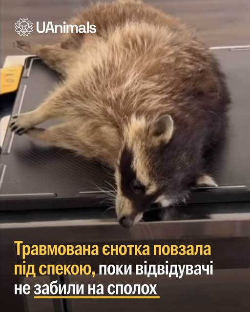 facebook.com/UAnimals.official