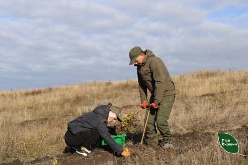 Знищення степу для створення лісу: екозахисники занепокоєні залісненням земель на Чернігівщині
