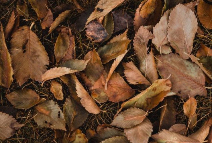 Листья как удобрение и природный фильтр: почему нужно отказаться от их сжигания – Государственная экоинспекция